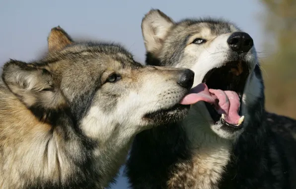 Language, face, mouth, wolves