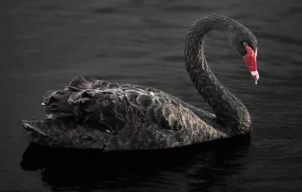 Picture the dark background, grace, neck, black Swan