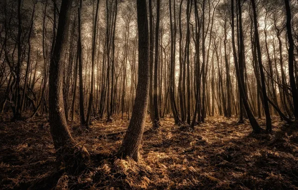Forest, trees, Landscape photography