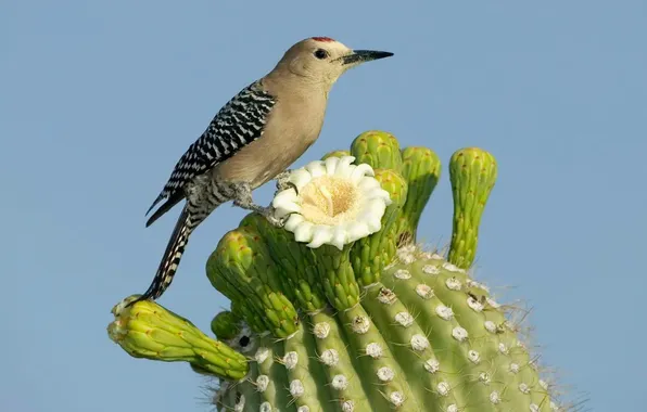 Picture flower, nature, bird, cactus