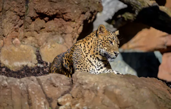 Picture stones, predator, leopard