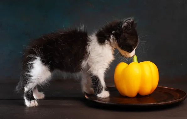 Cat, pose, the dark background, kitty, profile, sniffing, dish, bell pepper