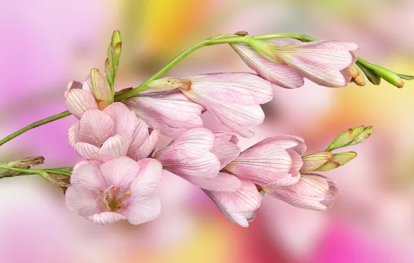 Picture Flowers, pink, Leaves