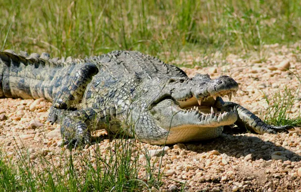 Picture look, Africa, sunlight, Nile crocodile