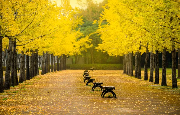 Autumn, nature, Park, alley, benches, gingko