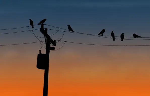 Birds, wire, post