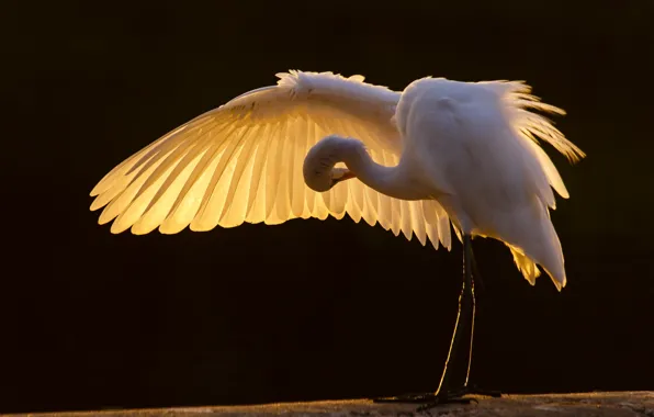 Bird, wing, white, Heron