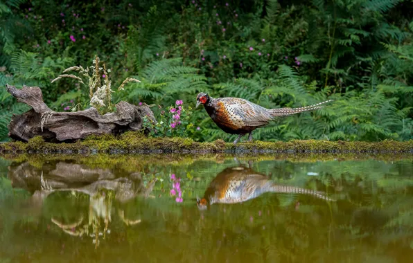 Flowers, reflection, bird, snag, pond, pheasant