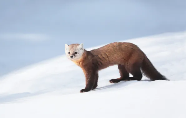 Wallpaper snow, fur, sable