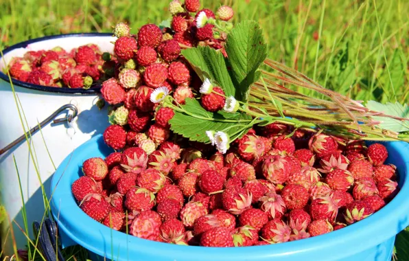 Picture summer, leaves, berries, strawberries, strawberry
