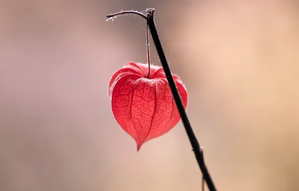 Macro, flowers, background