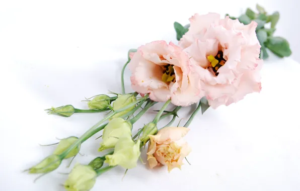 Picture flowers, bouquet, buds, eustoma, eustoma