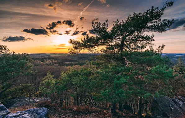 Field, sunset, tree