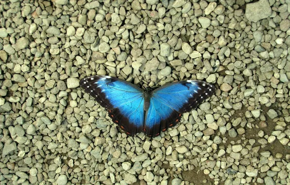 Pebbles, microsemi, wings, Butterfly, insect, beautiful, stones, closeup