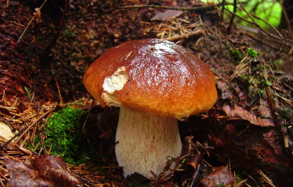 Autumn, forest, Mushrooms