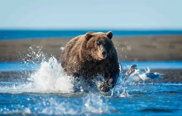 Picture nature, river, bear