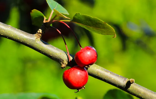 Red, fruits, twig