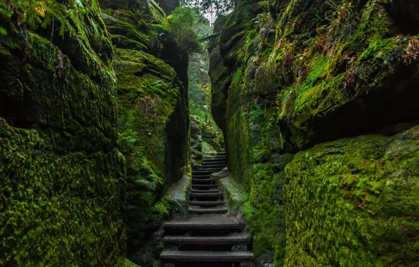 Picture stones, moss, Germany, stage, National Park Saxon Switzerland