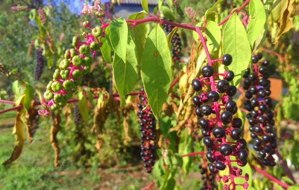 Berries, black, Bush