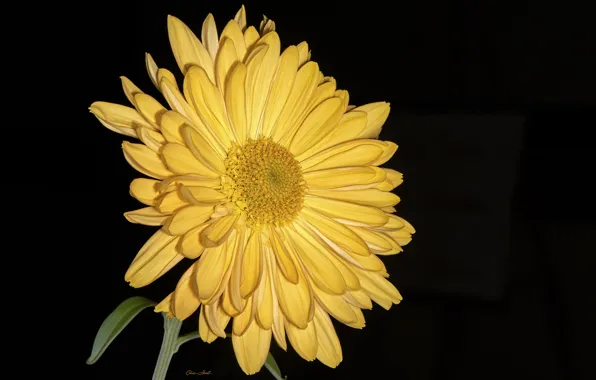 Flower, red, chrysanthemum