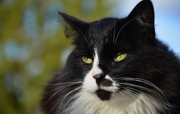 Picture cat, the sky, cat, mustache, look, face, light, close-up