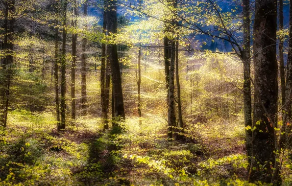 Autumn, forest, light, trees, branches, thickets, trunks, foliage