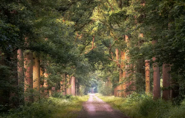 Forest, summer, nature