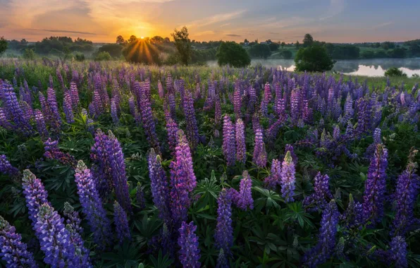 Picture field, summer, the sun, rays, landscape, flowers, nature, river