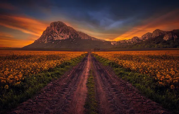 Picture road, field, the sky, mountains