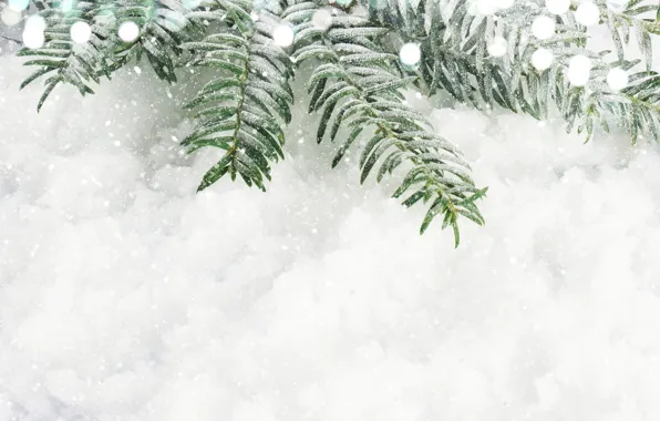 Snow, new year, spruce, branch