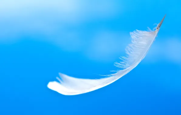 Picture the sky, bird, feathers