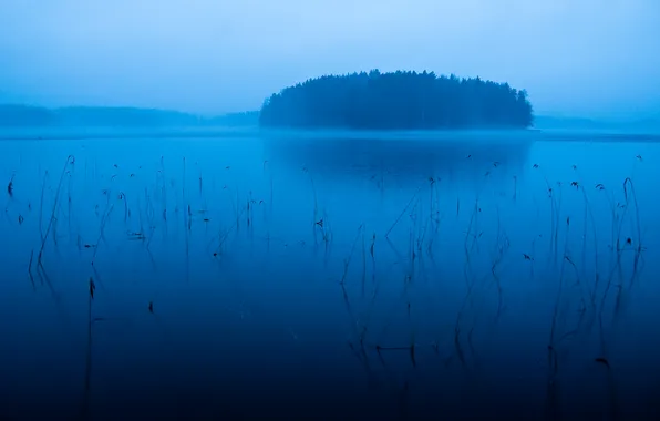 Forest, the sky, clouds, trees, landscape, nature, fog, lake