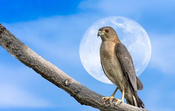 Picture bird, the moon, branch