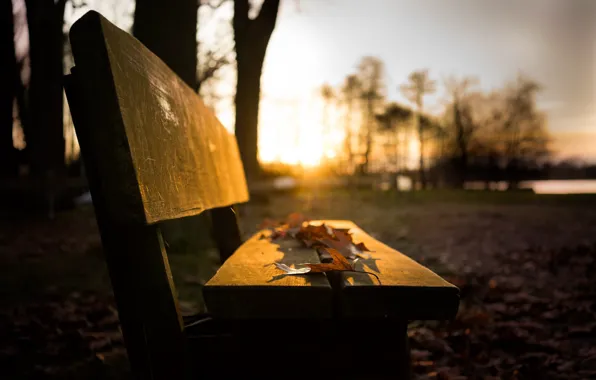 Picture autumn, leaves, bench