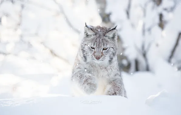 Winter, cat, snow, snow, day, photographer, white background, lynx