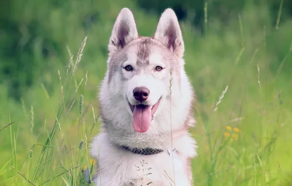 Picture background, dog, Siberian husk