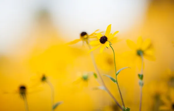 Summer, flowers, nature