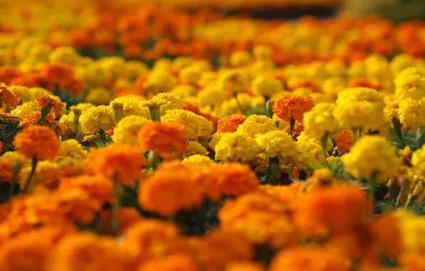Picture macro, flowers, orange, yellow, flowerbed, marigolds