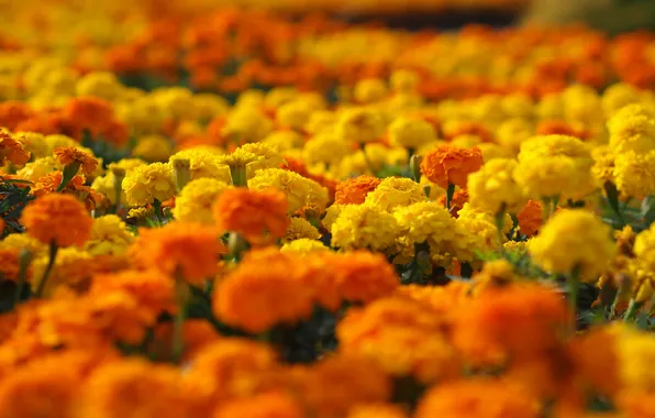 Macro, flowers, yellow, orange, flowerbed, marigolds