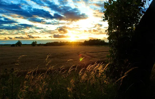 Wheat, field, the sky, rays, landscape, Prada, morning, spikelets