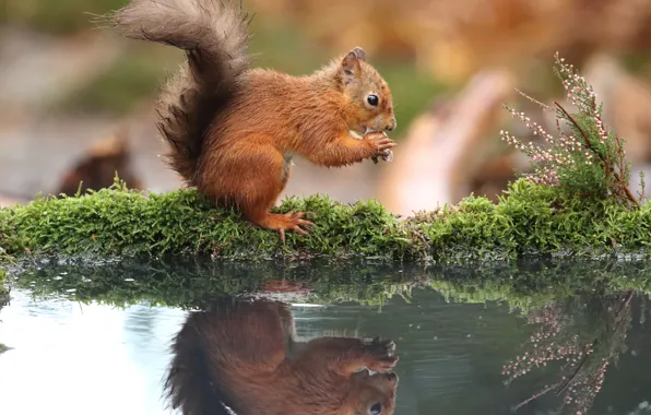 Picture water, nature, reflection, shore, moss, protein, nuts, pond