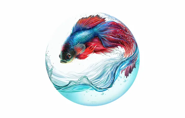 Water, Color, Minimalism, Round, Fish, Fish, Style, Fish