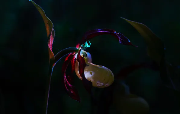Flowers, Beauty, Flora, The Venus Slipper, Darina Sobol, Night Orchids