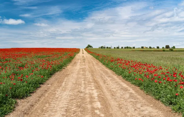 Picture road, greens, field, summer, the sky, grass, the sun, clouds