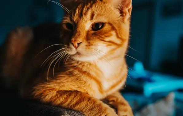 Cat, cat, look, room, red, lies, face, armrest