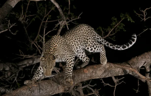 Picture night, predator, leopard, wild cat, on the tree
