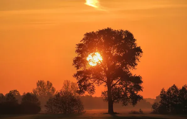 Forest, the sky, the sun, trees, sunset, fog, glade, silhouettes