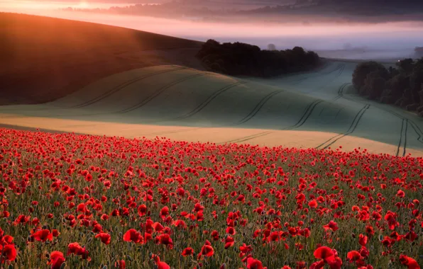 Field, forest, summer, the sky, the sun, rays, light, trees