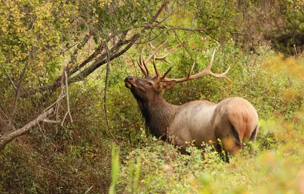 Forest, trees, branches, thickets, foliage, deer, the bushes