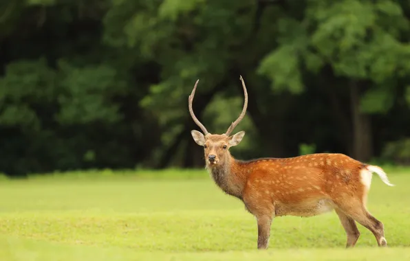 Picture field, forest, deer, walk, lawn